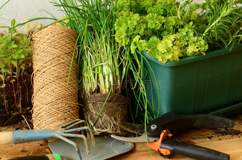 Establecimiento de cebolletas con las herramientas que cultivan un huerto (paleta, rastrillo y tijeras que cultivan un huerto)