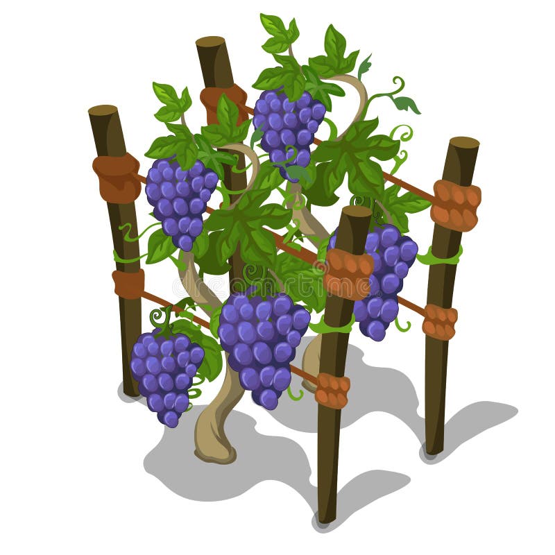 Establecimiento Y Cultivo De La Uva Vector Ilustración del Vector - Ilustración de crudo, granja: 79417795 Establecimiento Y Cultivo De La Uva Vector Ilustración del Vector - Ilustración de crudo, granja: 79417795
