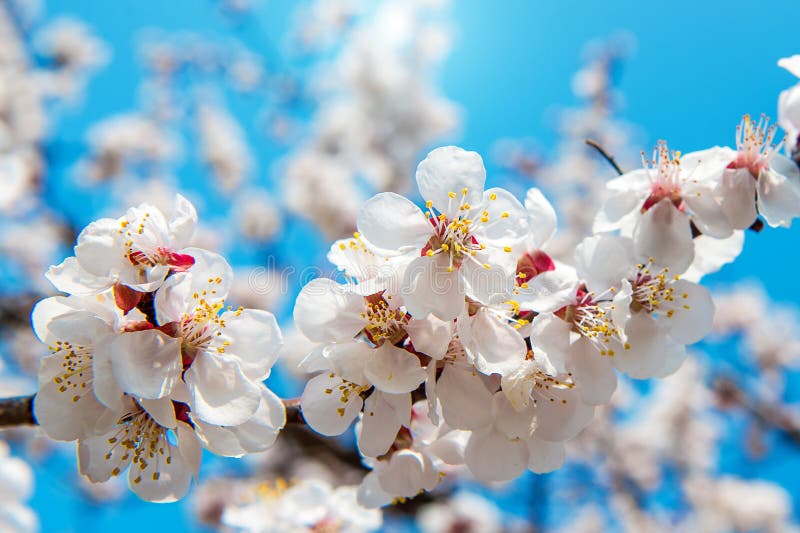 Estación De Sakura En La Primavera, Seul En La Corea Del Sur, Fondo Imagen de archivo - Imagen de travieso, cereza: 68776121 Estación De Sakura En La Primavera, Seul En La Corea Del Sur, Fondo Imagen de archivo - Imagen de travieso, cereza: 68776121