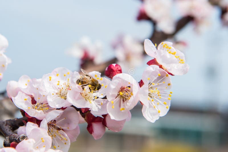 Estación De Sakura En La Primavera, Seul En La Corea Del Sur, Fondo Foto de archivo - Imagen de fruta, cereza: 68776150 Estación De Sakura En La Primavera, Seul En La Corea Del Sur, Fondo Foto de archivo - Imagen de fruta, cereza: 68776150