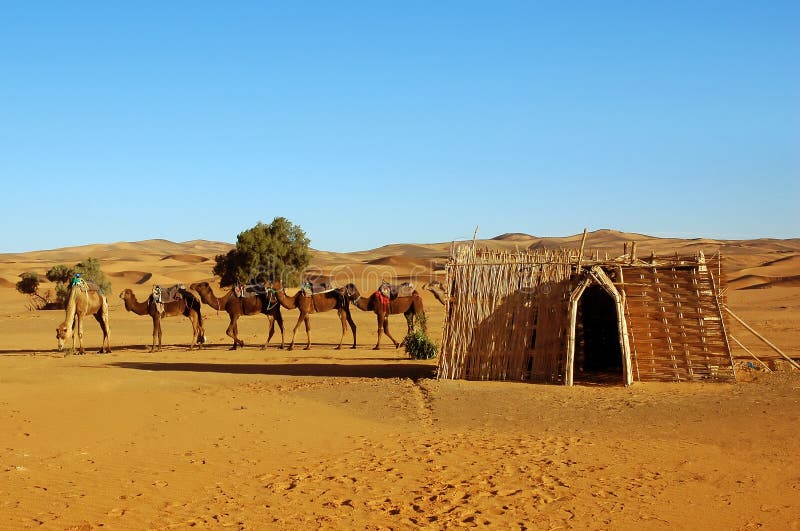 Estacionamento da caravana do camelo