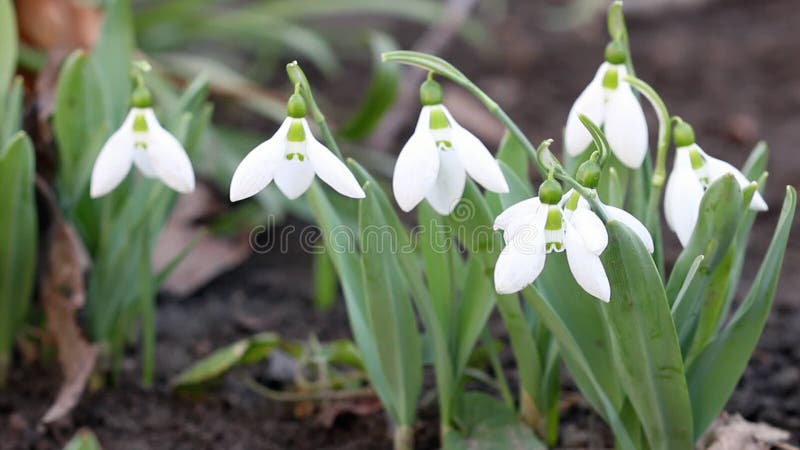 Estación de primavera de Snowdrops