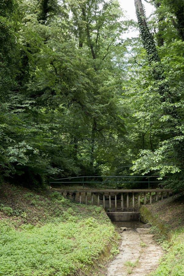 Estación seca del verano en el más forrest foto de archivo libre de regalías Estación seca del verano en el más forrest foto de archivo libre de regalías