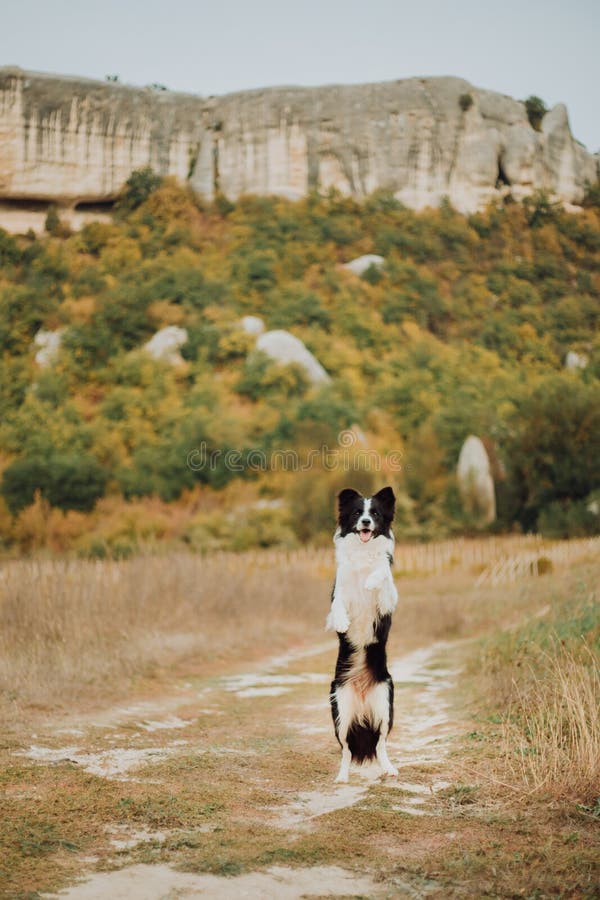 Estada preto e branco bonita de border collie do cão na pata traseira no campo Nas montanhas do fundo Espaço para o texto imagens de stock Estada preto e branco bonita de border collie do cão na pata traseira no campo Nas montanhas do fundo Espaço para o texto imagens de stock