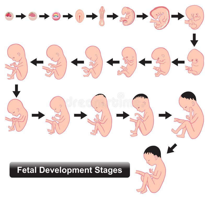 SIDA Pensar en el futuro musical Estadios De Desarrollo Fetal Diagrama Infográfico Semanas De Embarazo  Ilustración del Vector - Ilustración de umbilical, embrionario: 247368887