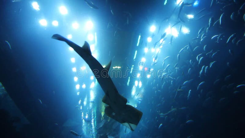 Estado de natación en acuario en tiro muy cercano metrajes