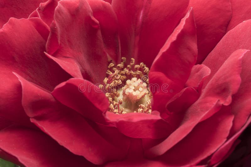 Estambres y pétalos color de rosa Ascendente cercano del detalle Fotograf?a macra fotos de archivo libres de regalías Estambres y pétalos color de rosa Ascendente cercano del detalle Fotograf?a macra fotos de archivo libres de regalías