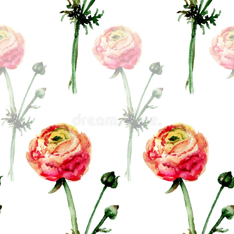 Estampado de flores inconsútil con las flores de Ranonkel ilustración del vector Estampado de flores inconsútil con las flores de Ranonkel ilustración del vector