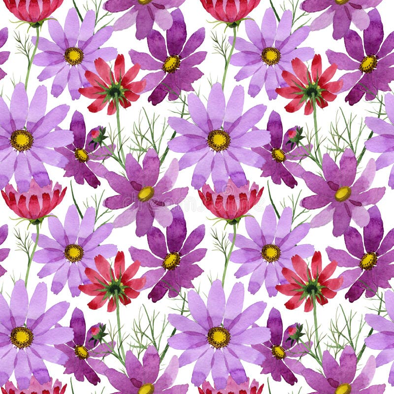 Download Estampado De Plores Del Kosmeya Del Wildflower En Un Estilo De La Acuarela Stock de ilustración - Ilustración de travieso, aguafuerte: 100526602