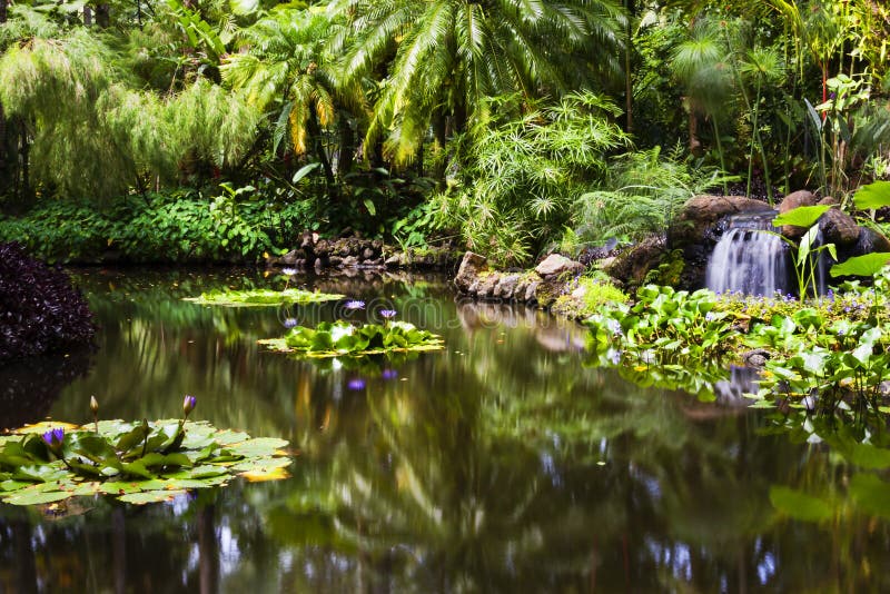 Estanque de peces del oro en el jardín botánico tropical de Hawaii imágenes de archivo libres de regalías Estanque de peces del oro en el jardín botánico tropical de Hawaii imágenes de archivo libres de regalías