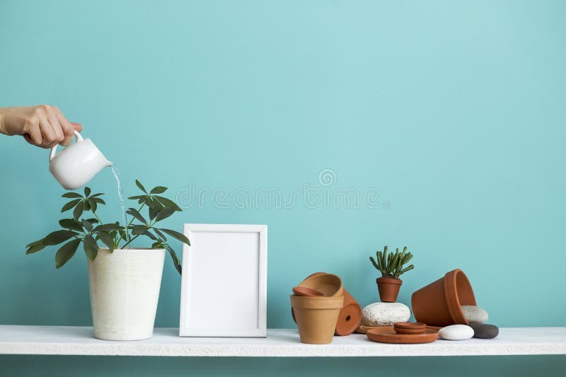 Estante Blanco Contra La Pared En Colores Pastel De La Turquesa Con  Cerámica Y La Planta Suculenta Mano Que Riega La Planta Sucu Imagen de  archivo - Imagen de moderno, casa: 145119841