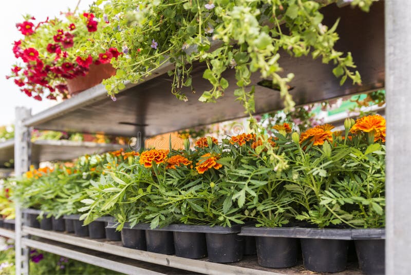 Estantes con diversas flores del jardín en venta fotografía de archivo libre de regalías Estantes con diversas flores del jardín en venta fotografía de archivo libre de regalías