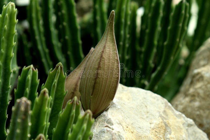 Estapia Grandiflora Carboideira E Folhas Imagem de Stock - Imagem de  naughty, estufa: 181691195