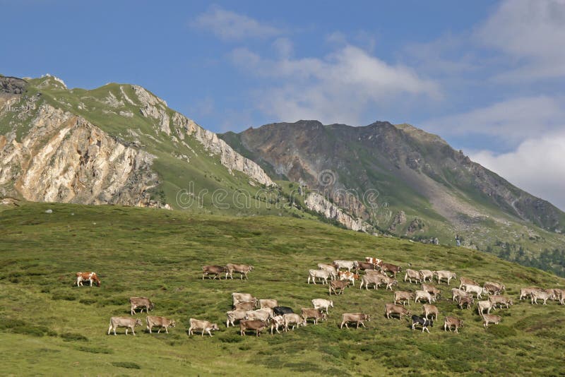 Estate alpina in 24/5000 nelle alte montagne immagine stock libera da diritti