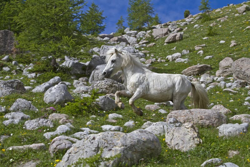 Estate dei cavalli nelle montagne fotografia stock