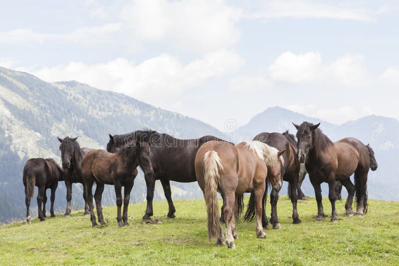 Estate dei cavalli nelle montagne fotografia stock