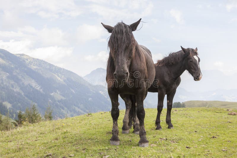 Estate dei cavalli nelle montagne immagine stock