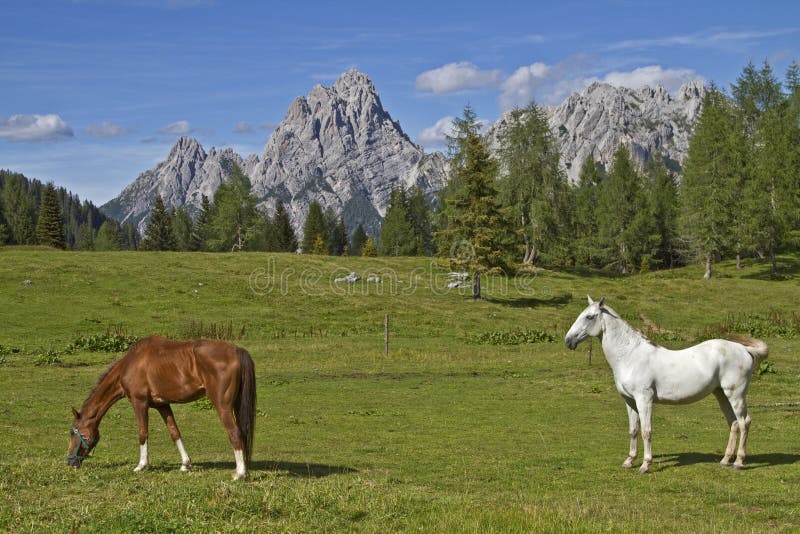 Estate di cavalli in montagna fotografia stock