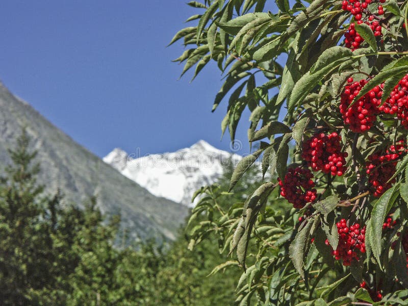 Estate delle bacche in alte montagne immagine stock