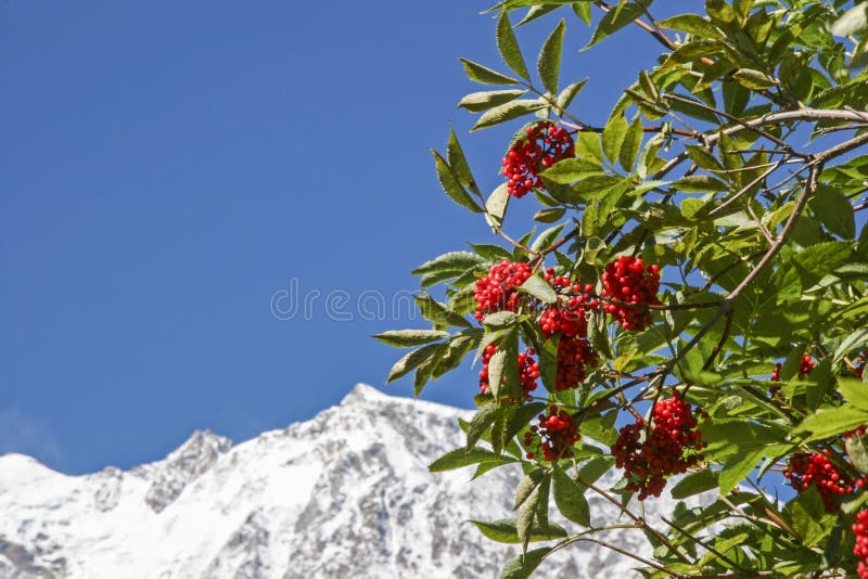 Estate delle bacche in alte montagne fotografie stock