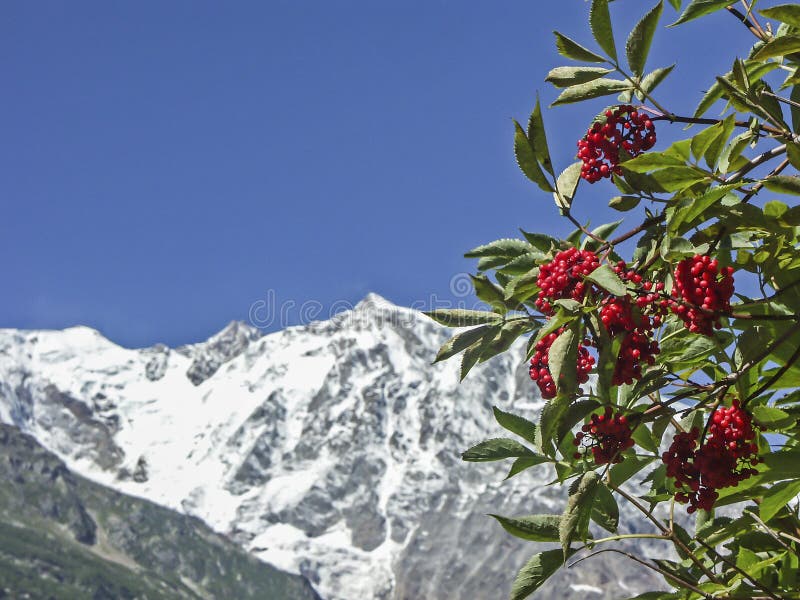 Estate delle bacche in alte montagne immagine stock