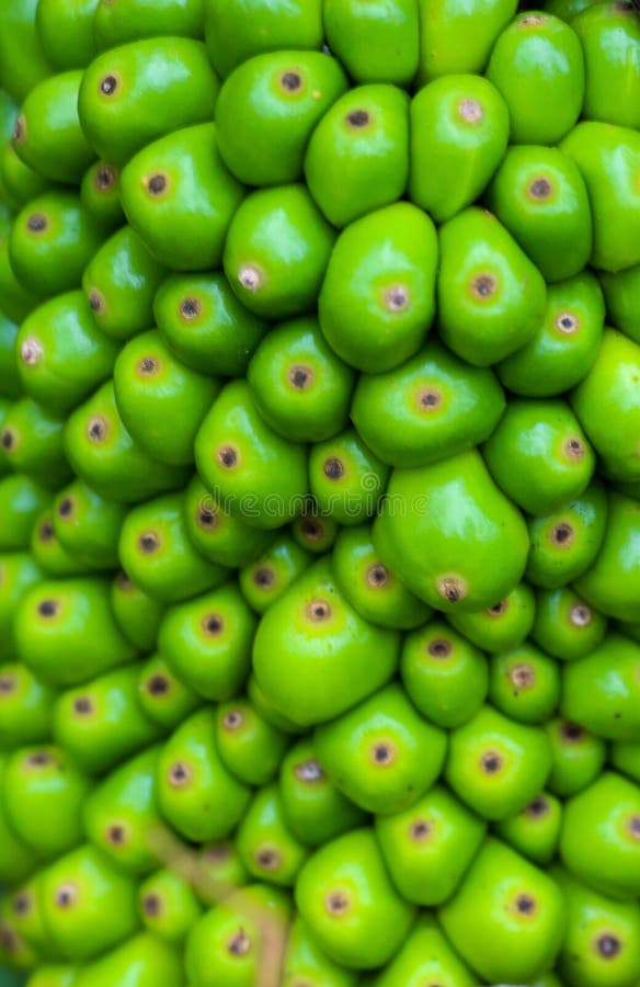 estate di verde di erba degli ambiti di provenienza vibrante immagine stock estate di verde di erba degli ambiti di provenienza vibrante immagine stock