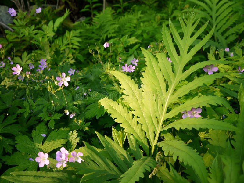Evening sunlit ferns and pink campion wildflowers in woodland, Massachusetts, New England. Evening sunlit ferns and pink campion wildflowers in woodland, Massachusetts, New England