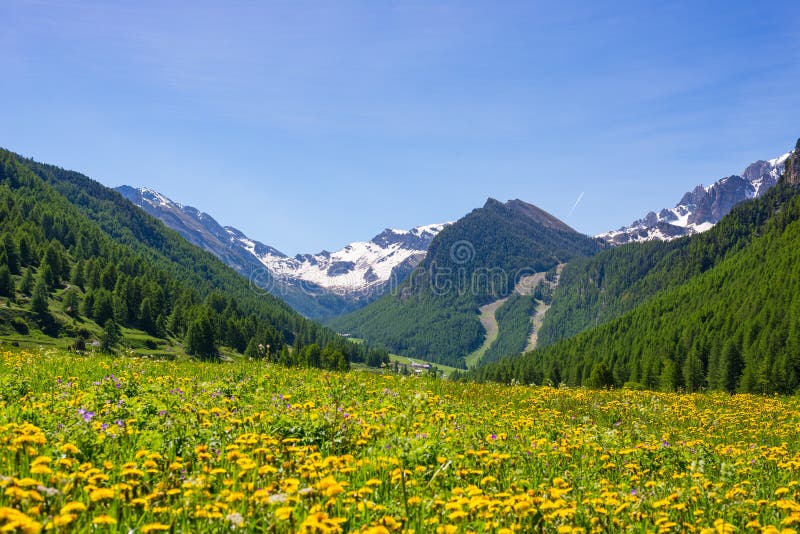 Estate nelle alpi Il prato alpino di fioritura ed il terreno boscoso verde fertile hanno messo in mezzo della catena montuosa di