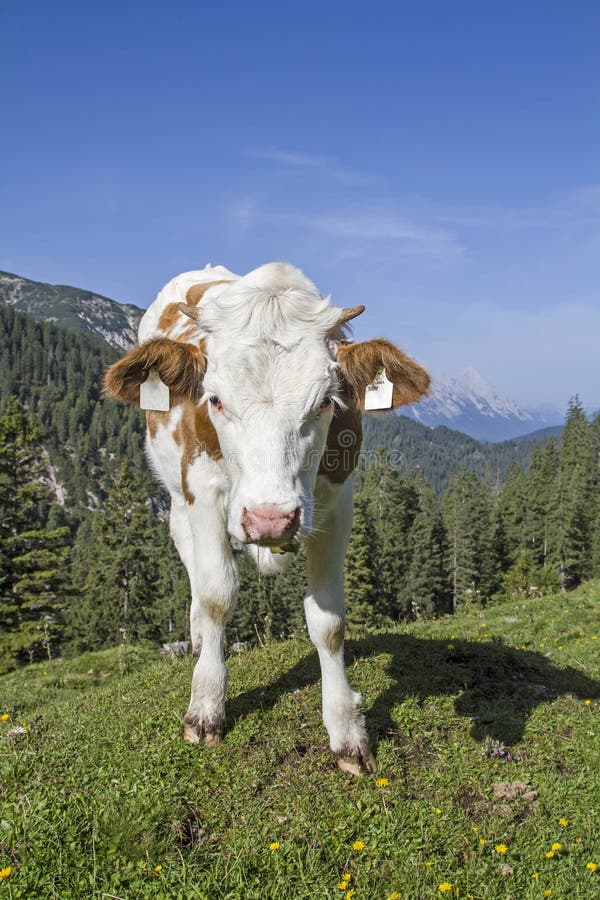 Estate nelle montagne fotografie stock libere da diritti