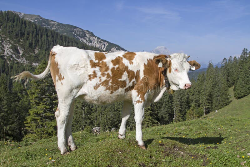 Estate nelle montagne fotografia stock libera da diritti