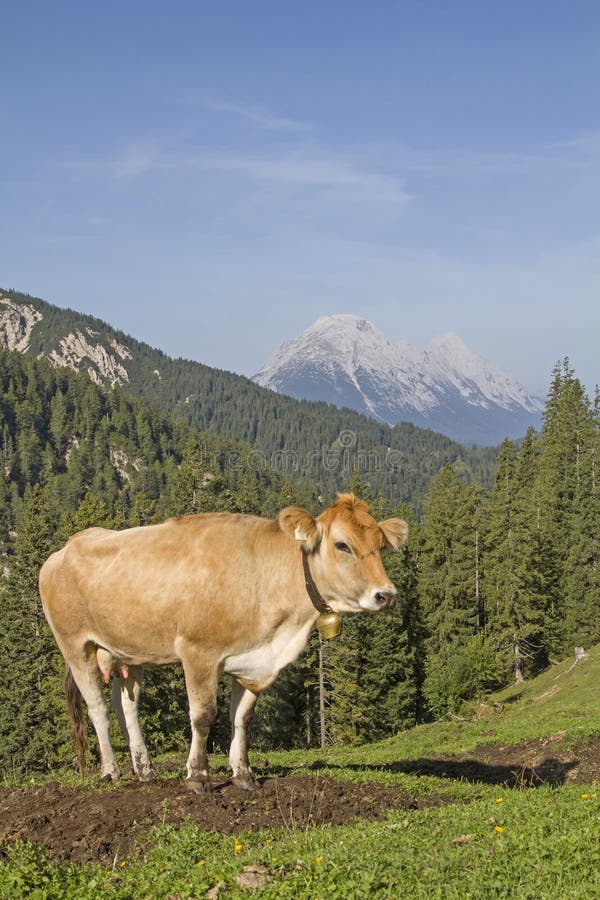 Estate nelle montagne fotografia stock libera da diritti