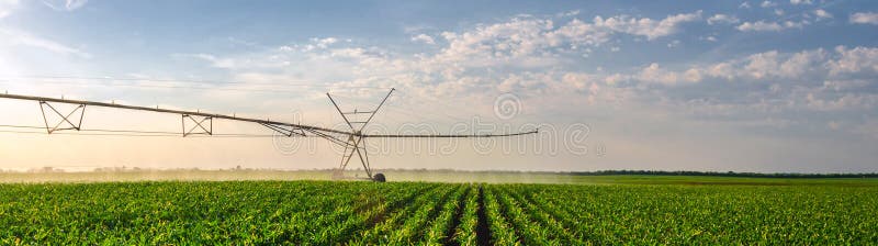 Estate soleggiata d'innaffiatura agricola del campo di grano dell'impianto di irrigazione