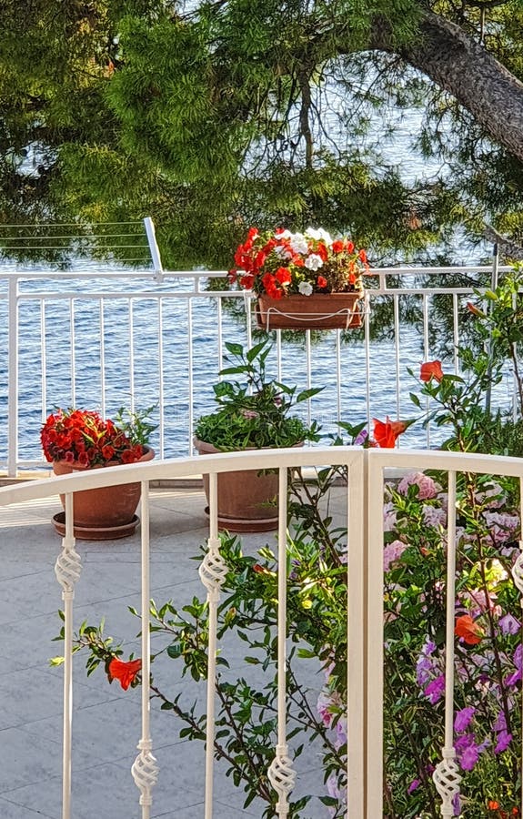 Estate, un bellissimo balcone con un reticolo bianco con vasi di fiori e fiori colorati con vista di mare e pini immagini stock libere da diritti Estate, un bellissimo balcone con un reticolo bianco con vasi di fiori e fiori colorati con vista di mare e pini immagini stock libere da diritti