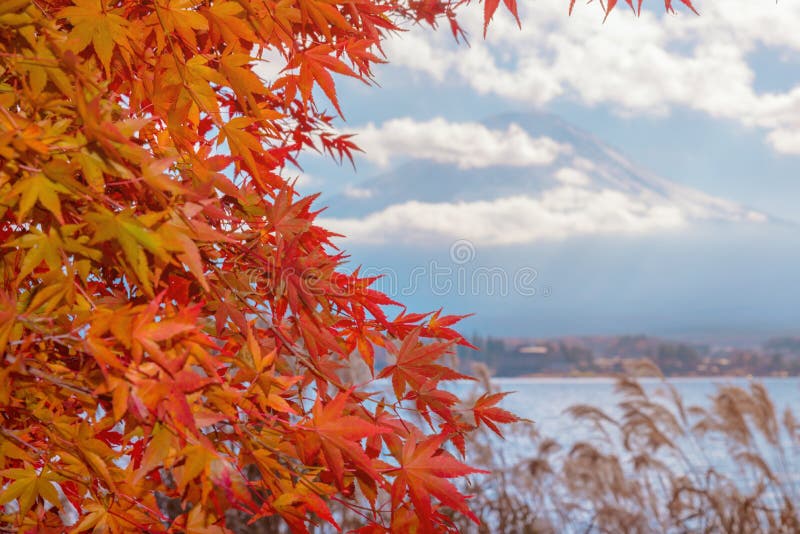 A estação colorida do outono & a montanha Fuji na névoa e no vermelho da manhã saem no lago Kawaguchiko, Japão foto de stock royalty free A estação colorida do outono & a montanha Fuji na névoa e no vermelho da manhã saem no lago Kawaguchiko, Japão foto de stock royalty free