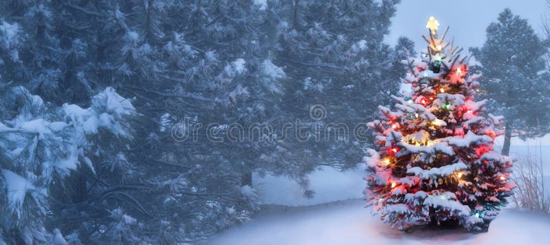Este árbol brilla intensamente brillantemente en mañana de la Navidad de niebla nevada