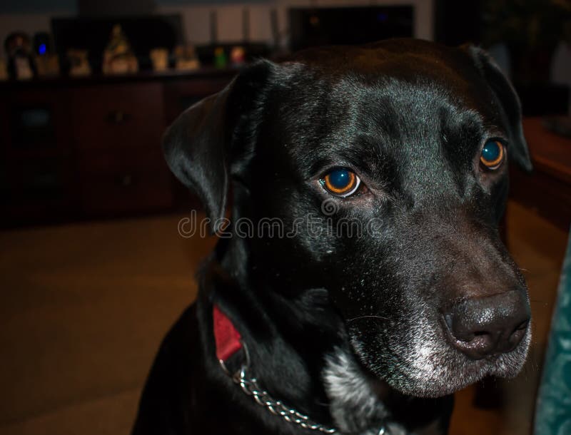 Este é meu smokey do cão imagens de stock Este é meu smokey do cão imagens de stock