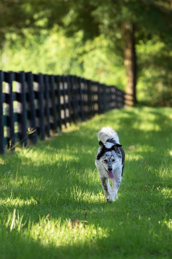 Esterno corrente del cane della razza della miscela di border collie fotografie stock Esterno corrente del cane della razza della miscela di border collie fotografie stock