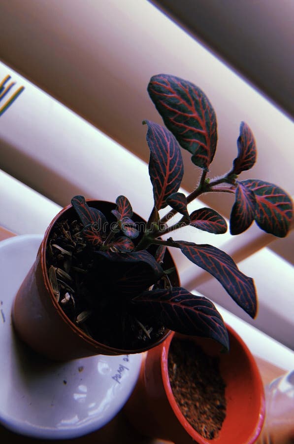 Estetisk växt royaltyfri fotografi