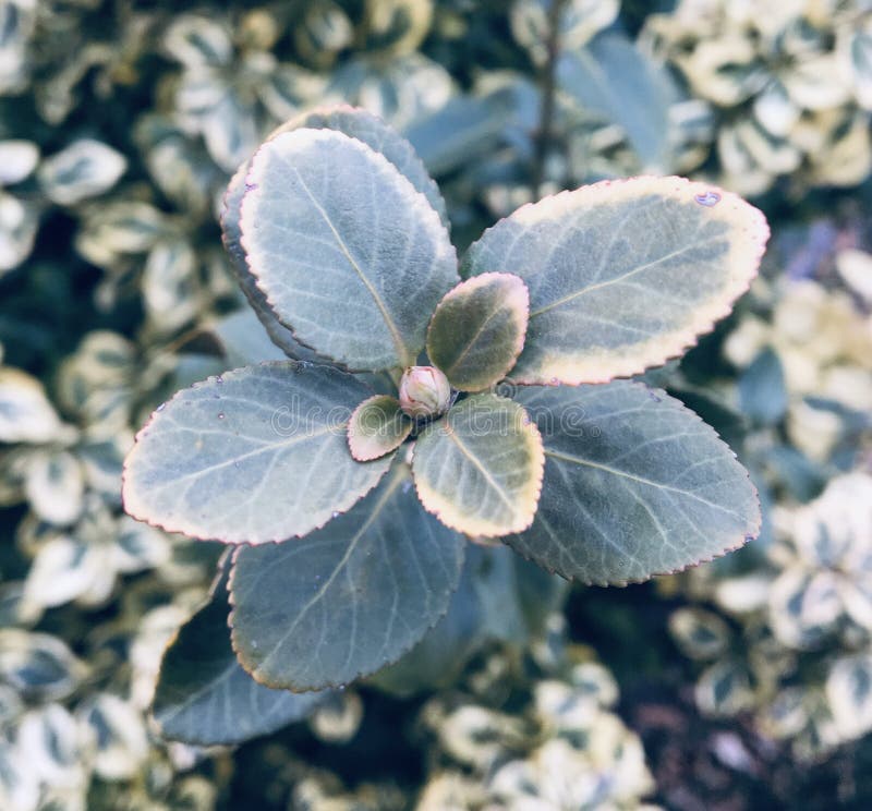 Estetisk växt royaltyfri fotografi