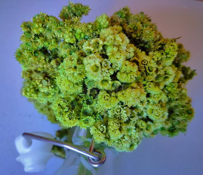 Estetisk växtfärg royaltyfri fotografi