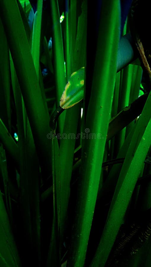 Estetiska växtstammar royaltyfria foton