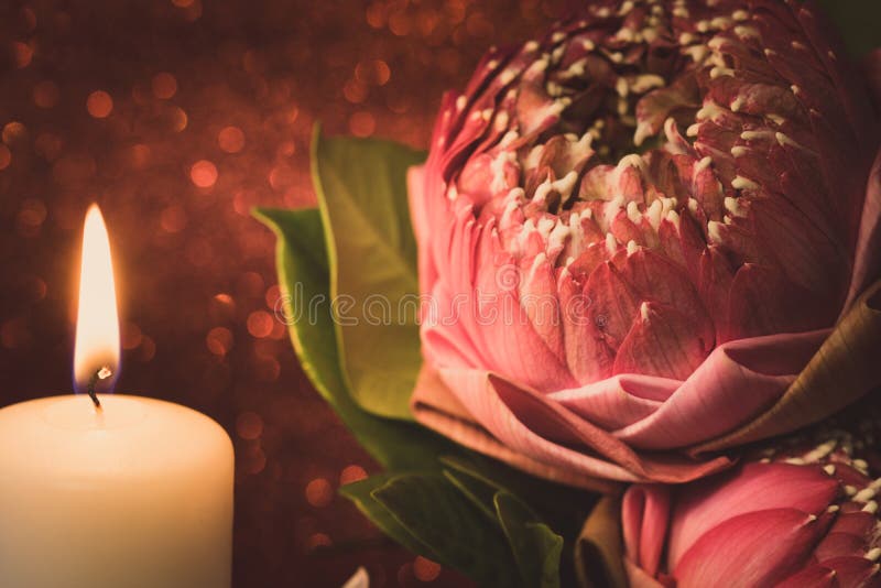 Estilo da imagem do vintage na dobradura cor-de-rosa do lírio de água ou da flor de lótus imagem de stock royalty free Estilo da imagem do vintage na dobradura cor-de-rosa do lírio de água ou da flor de lótus imagem de stock royalty free