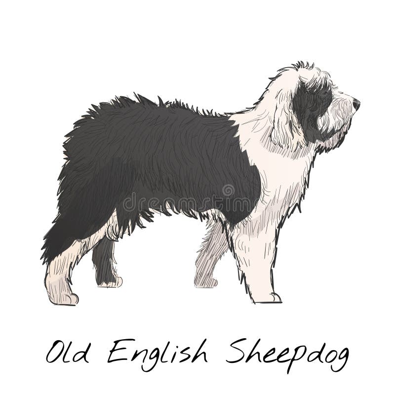 Filhote de cão pastor inglês velho ilustração digital estilizada