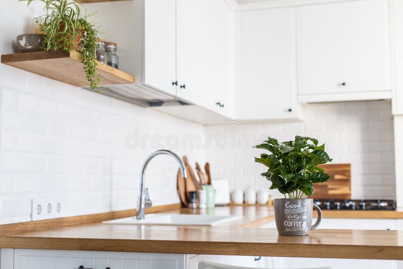 View on white kitchen in scandinavian style, kitchen details, coffee tree plant on wooden table, white ceramic brick wall background. View on white kitchen in scandinavian style, kitchen details, coffee tree plant on wooden table, white ceramic brick wall background