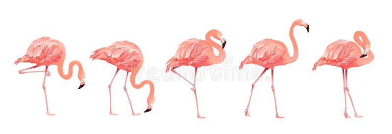 Estilo liso do projeto do símbolo exótico bonito selvagem tropical ajustado cor-de-rosa do pássaro do flamingo isolado no fundo b ilustração stock