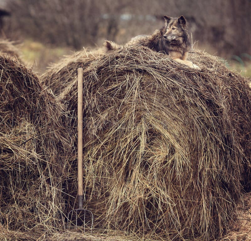 Rustic style a dog asleep on the hay. Rustic style a dog asleep on the hay