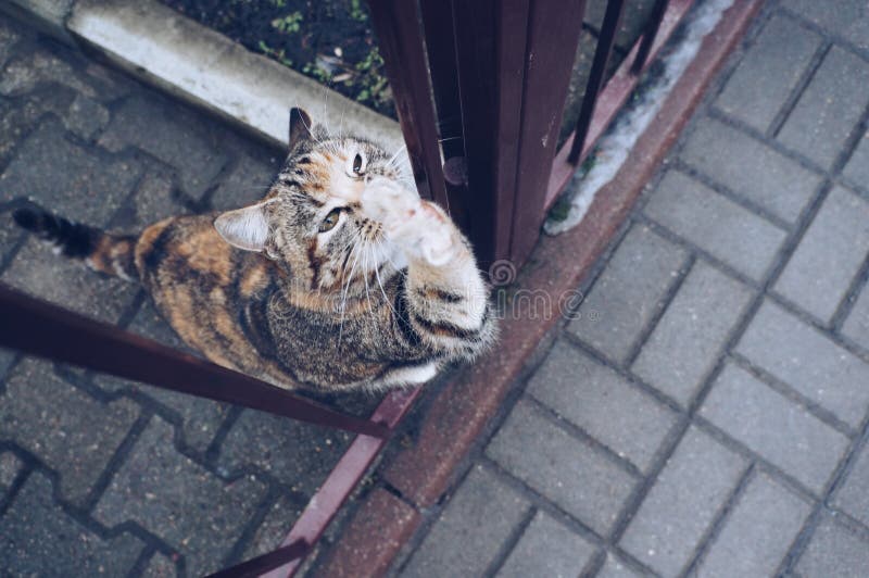 Estirando al gato en la calle imágenes de archivo libres de regalías Estirando al gato en la calle imágenes de archivo libres de regalías