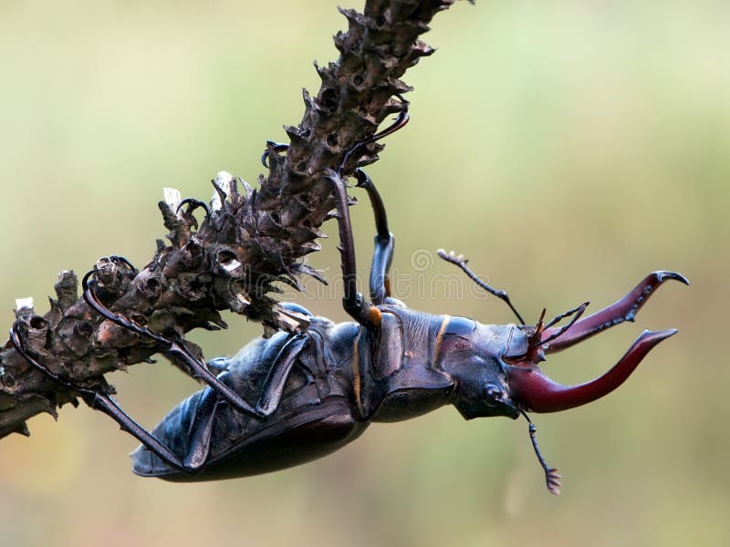 Esto es un cervus muy hermoso de Lucanus del escarabajo del insecto imagen de archivo Esto es un cervus muy hermoso de Lucanus del escarabajo del insecto imagen de archivo