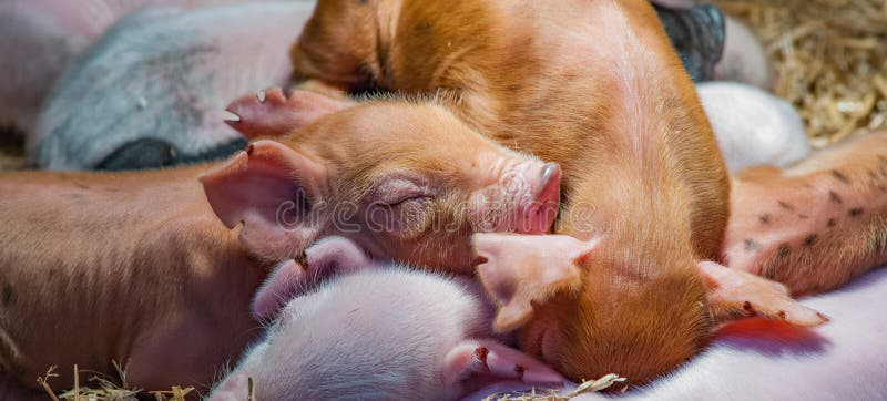 Esto es una foto de un cochinillo que est? dormido sano con los hermanos foto de archivo Esto es una foto de un cochinillo que est? dormido sano con los hermanos foto de archivo