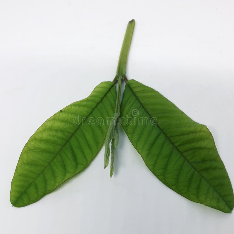 Lista 99+ Foto Contraindicaciones De La Hoja De Guayaba Para El Cabello